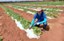 Produtor rural no RN